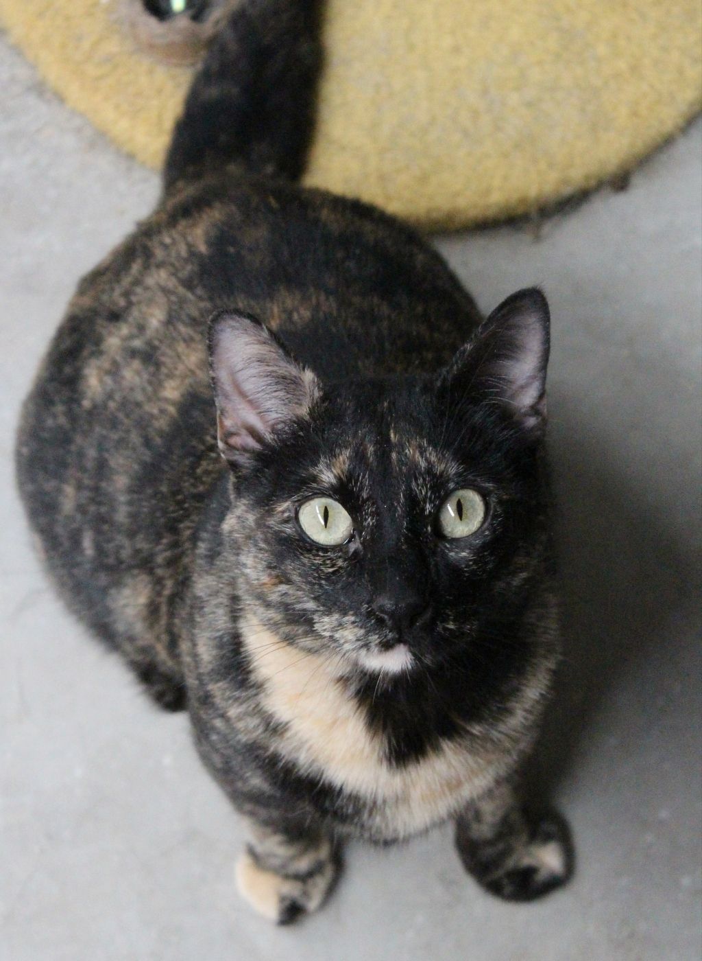 Gato en adopcion en alcala de henares