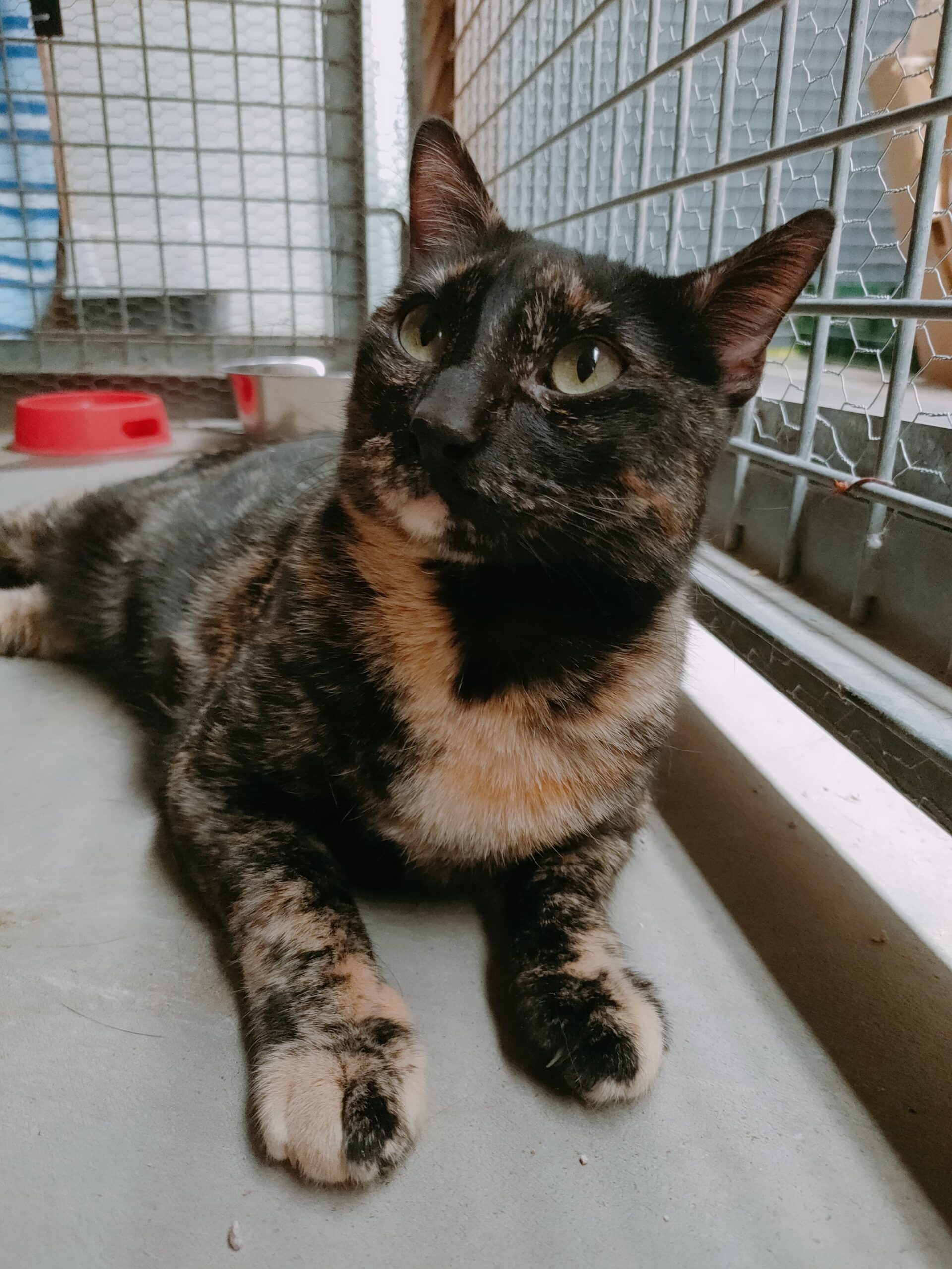 Gato en adopcion en alcala de henares